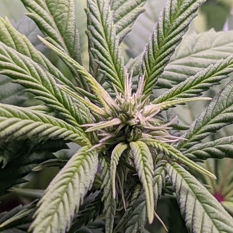 Girl Scout Cookies growlog timeline photo