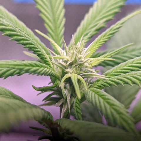 Girl Scout Cookies growlog timeline photo