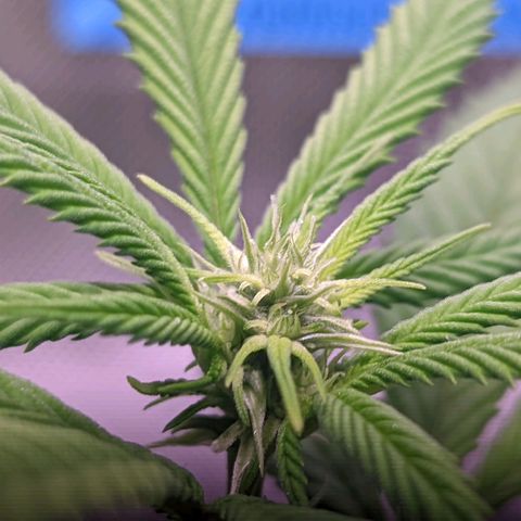 Girl Scout Cookies growlog timeline photo