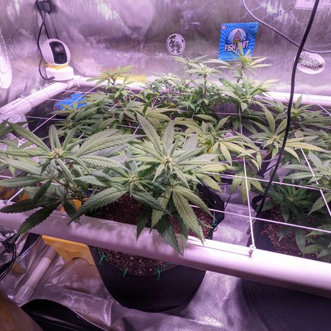 Girl Scout Cookies growlog timeline photo