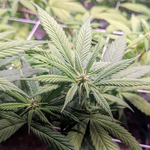 Girl Scout Cookies growlog timeline photo