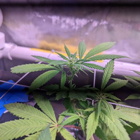 Girl Scout Cookies growlog timeline photo