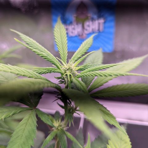Girl Scout Cookies growlog timeline photo