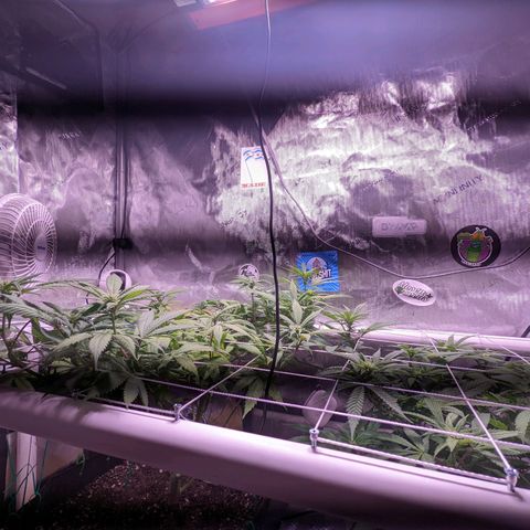 Girl Scout Cookies growlog timeline photo