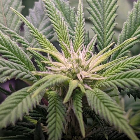 Girl Scout Cookies growlog timeline photo