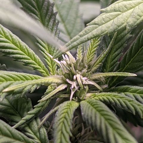 Girl Scout Cookies growlog timeline photo