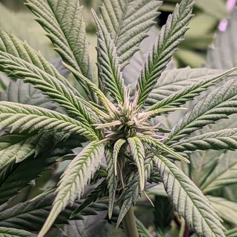 Girl Scout Cookies growlog timeline photo