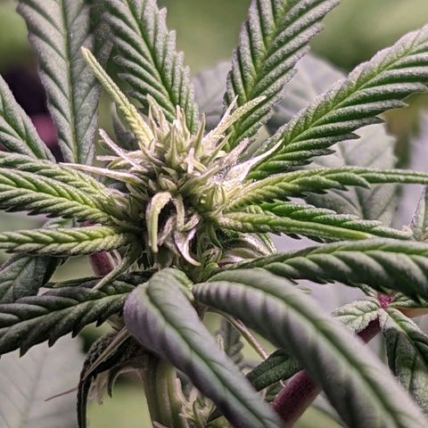 Girl Scout Cookies growlog timeline photo