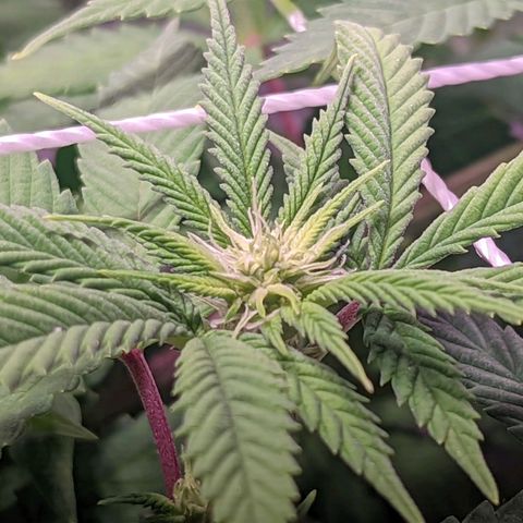 Girl Scout Cookies growlog timeline photo
