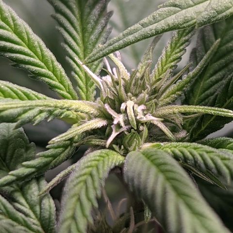 Girl Scout Cookies growlog timeline photo