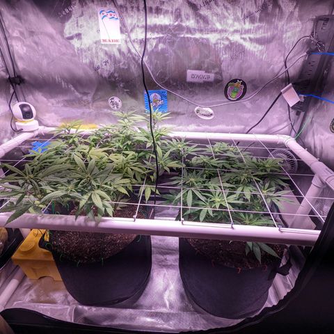 Girl Scout Cookies growlog timeline photo
