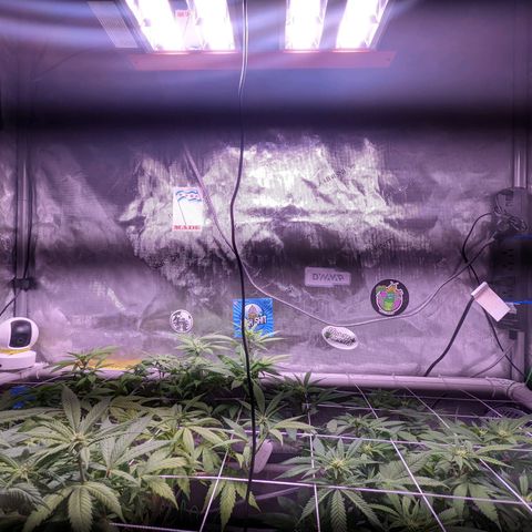 Girl Scout Cookies growlog timeline photo