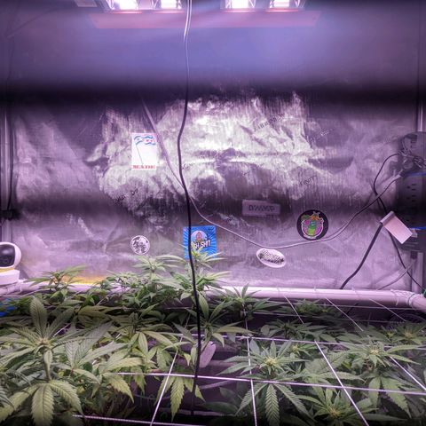 Girl Scout Cookies growlog timeline photo