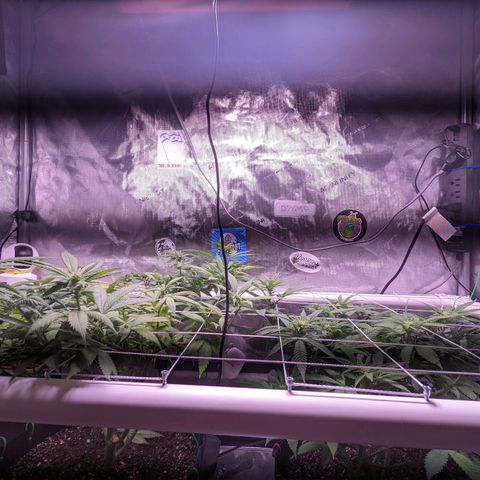 Girl Scout Cookies growlog timeline photo