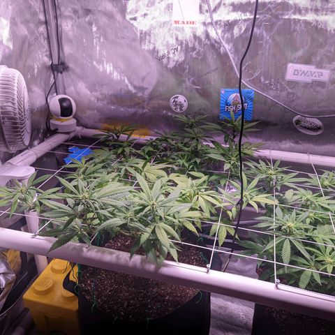 Girl Scout Cookies growlog timeline photo