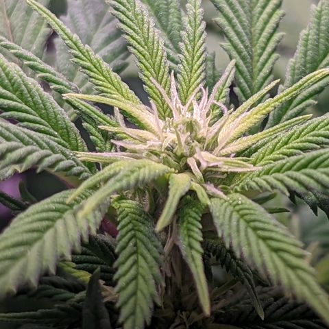 Girl Scout Cookies growlog timeline photo