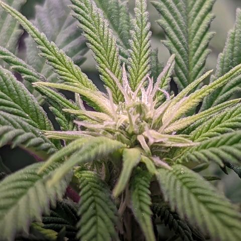 Girl Scout Cookies growlog timeline photo