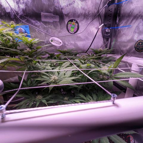 Girl Scout Cookies growlog timeline photo