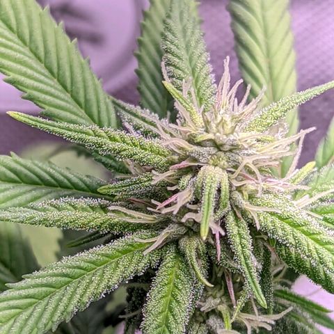 Girl Scout Cookies growlog timeline photo