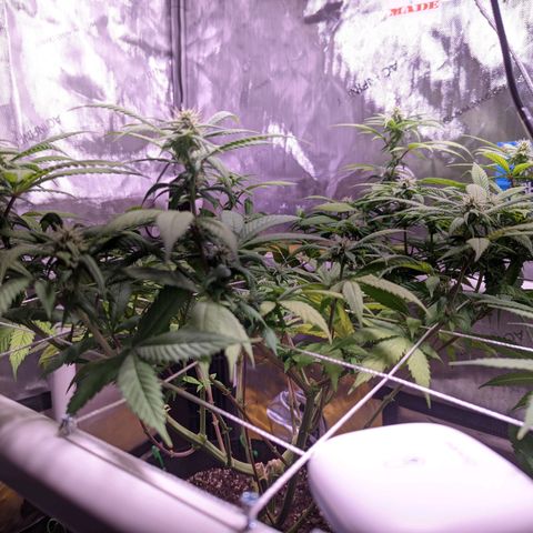 Girl Scout Cookies growlog timeline photo
