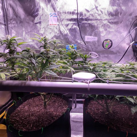 Girl Scout Cookies growlog timeline photo