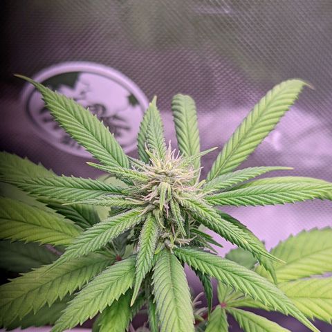 Girl Scout Cookies growlog timeline photo