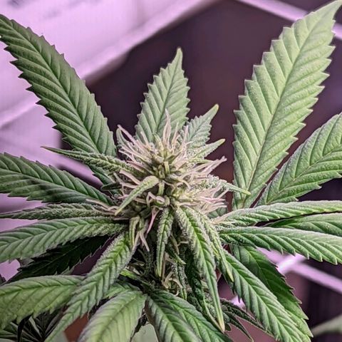 Girl Scout Cookies growlog timeline photo
