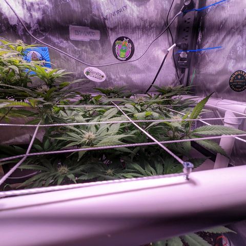 Girl Scout Cookies growlog timeline photo