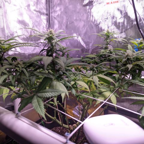 Girl Scout Cookies growlog timeline photo
