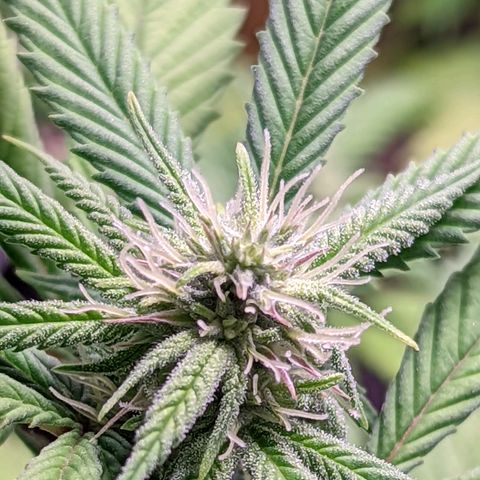 Girl Scout Cookies growlog timeline photo