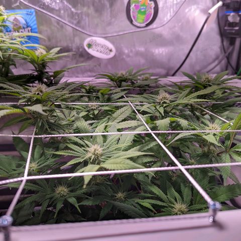 Girl Scout Cookies growlog timeline photo