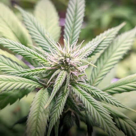Girl Scout Cookies growlog timeline photo