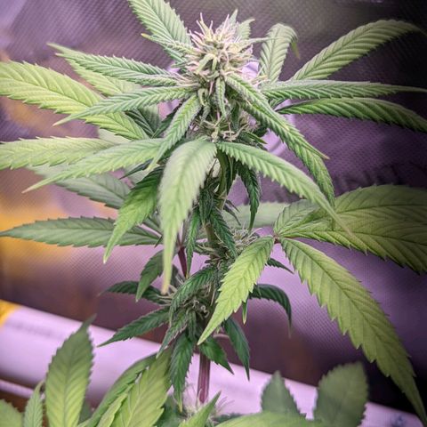 Girl Scout Cookies growlog timeline photo