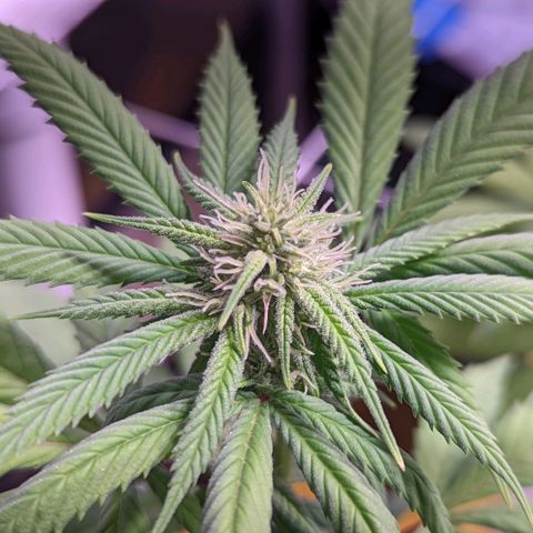 Girl Scout Cookies growlog timeline photo