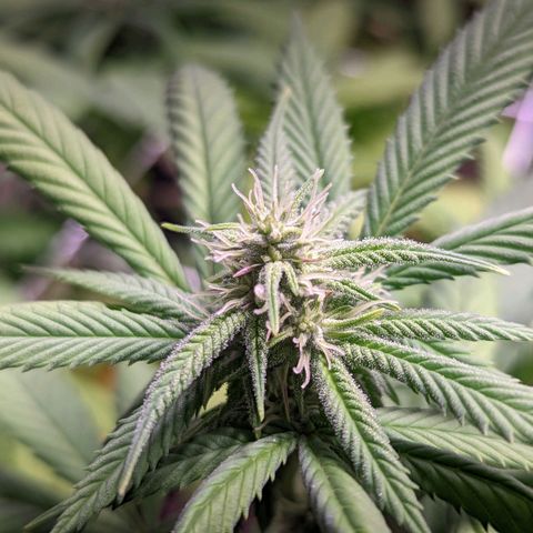 Girl Scout Cookies growlog timeline photo