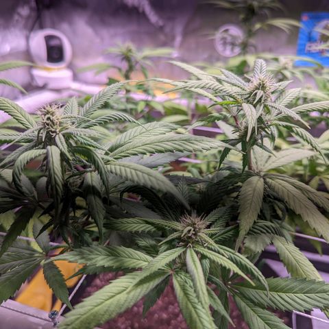 Girl Scout Cookies growlog timeline photo