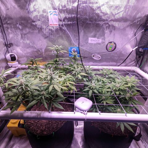 Girl Scout Cookies growlog timeline photo