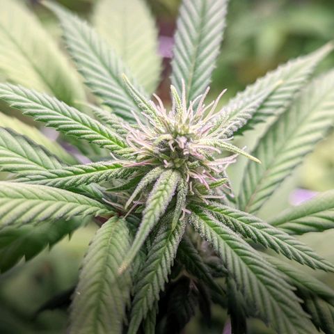 Girl Scout Cookies growlog timeline photo