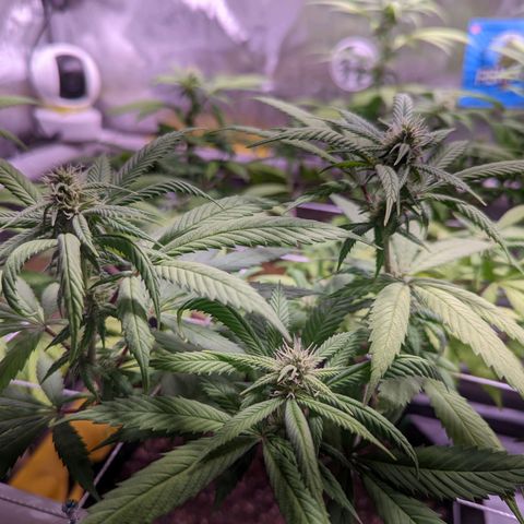 Girl Scout Cookies growlog timeline photo