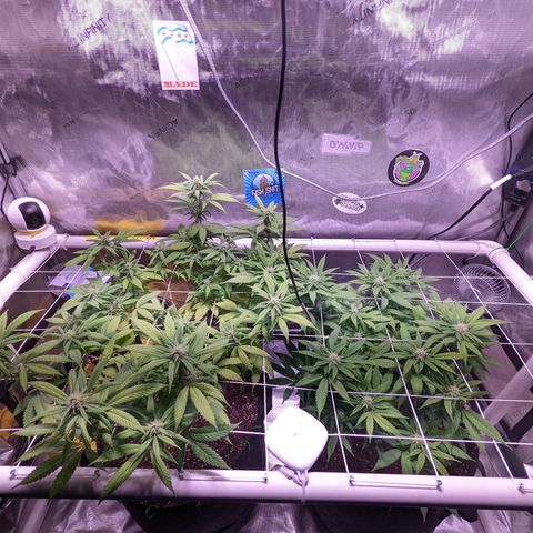 Girl Scout Cookies growlog timeline photo
