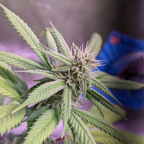 Girl Scout Cookies growlog timeline photo