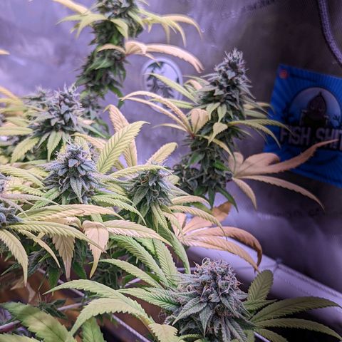 Girl Scout Cookies growlog timeline photo