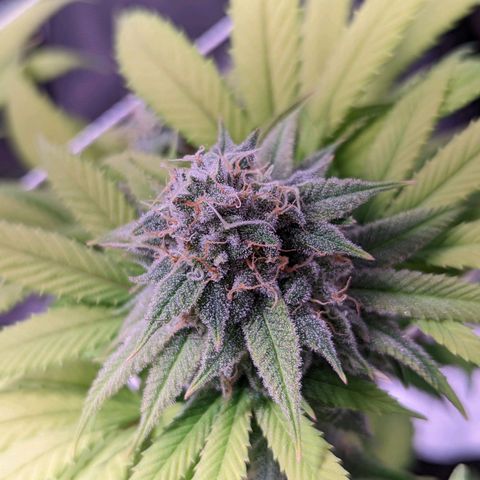 Girl Scout Cookies growlog timeline photo