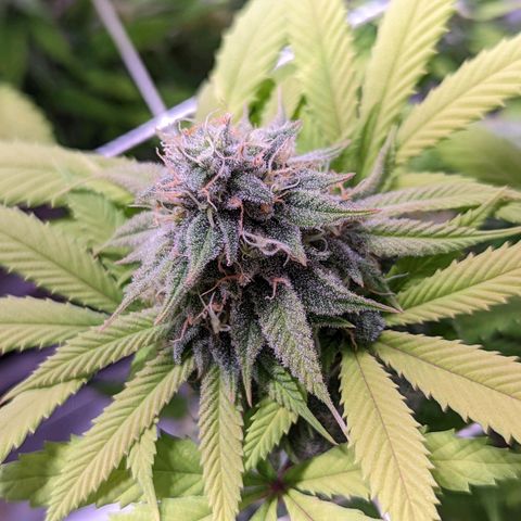 Girl Scout Cookies growlog timeline photo
