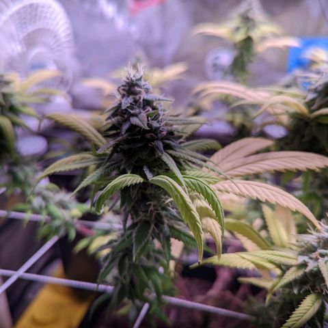 Girl Scout Cookies growlog timeline photo