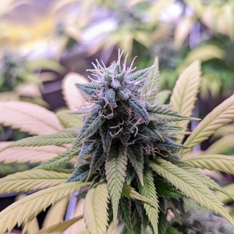 Girl Scout Cookies growlog timeline photo