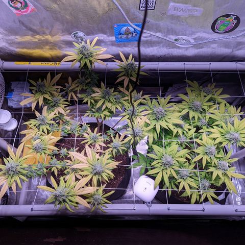 Girl Scout Cookies growlog timeline photo