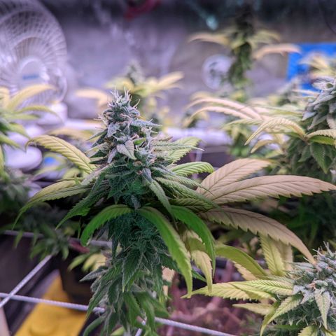 Girl Scout Cookies growlog timeline photo