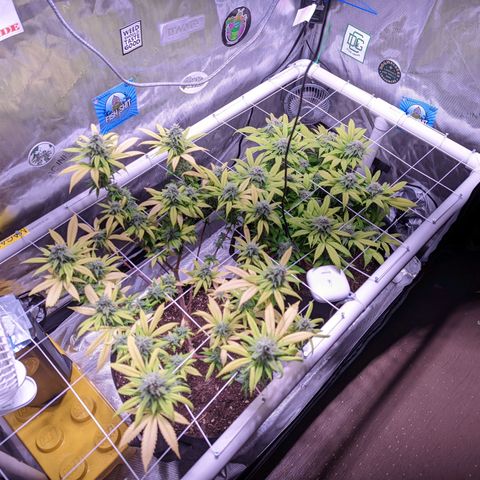 Girl Scout Cookies growlog timeline photo