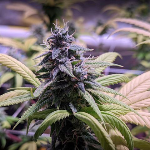 Girl Scout Cookies growlog timeline photo